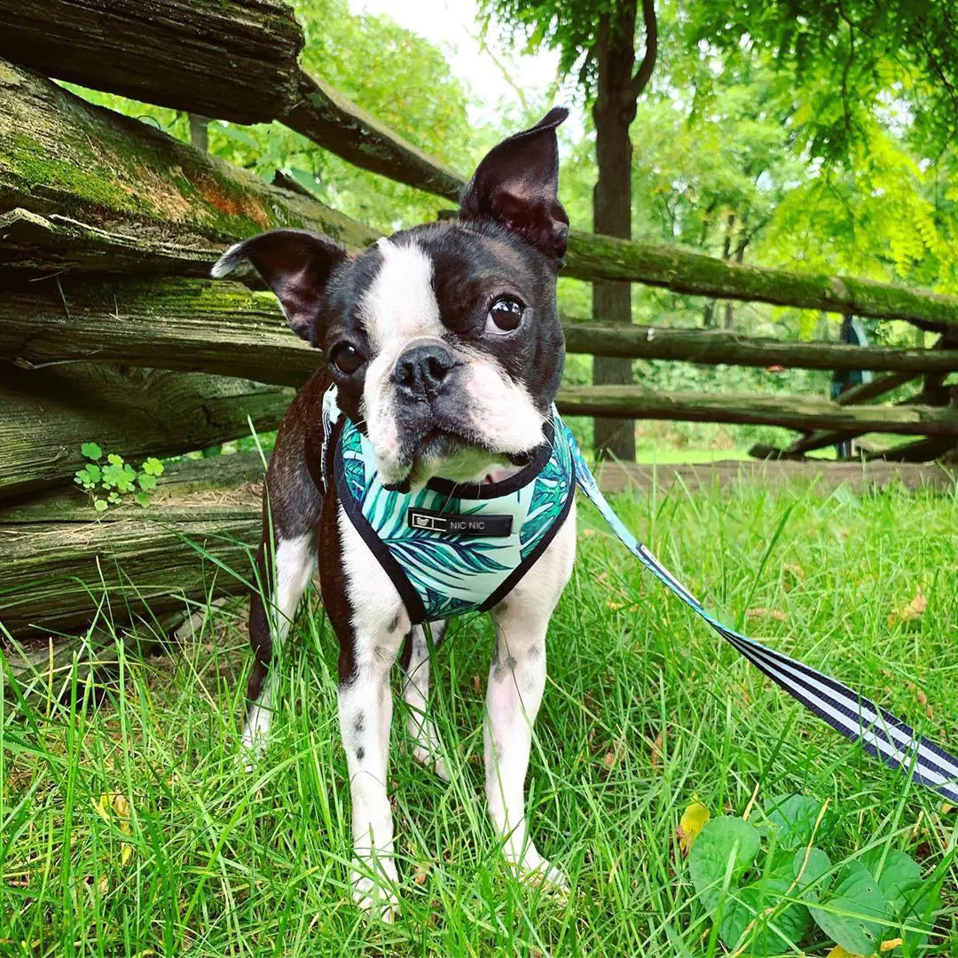 Breathable Mesh Leash and Harness for Small Dogs