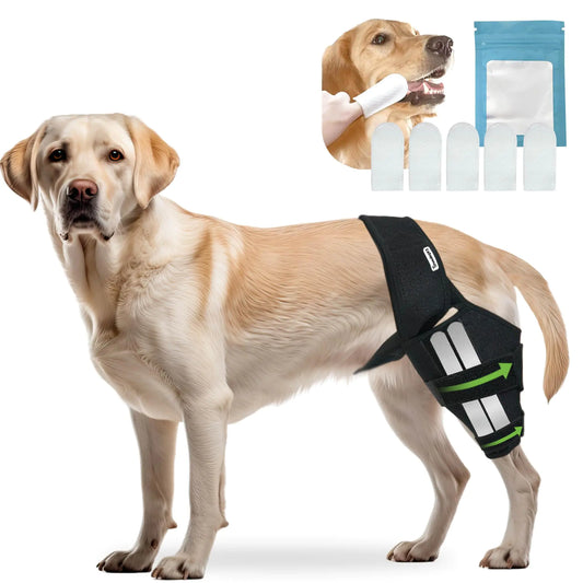 Dog ACL Knee Brace Dog ACL Dog Braces for Back Leg. Dog Front Leg Brace. Dog Assistance for Back Legs. Knee Brace for Dog Knee Brace for Luxating Patella. Dog Shoulder Brace. Dog Leg Brace Front